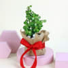 Buy Wrapped in Jade's Love Plant