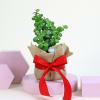 Wrapped in Jade's Love Plant Online