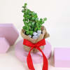 Gift Wrapped in Jade's Love Plant