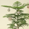 Shop Xmas Araucaria Tree With Planter