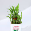 Buy Year Of Growth 2-Layer Bamboo Plant