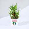 Year Of Growth 2-Layer Bamboo Plant Online
