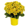 Yellow Kalanchoe Plant Online