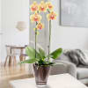 Yellow orchid in pot Online