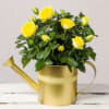 Yellow Rose in Gold Watering Can Online