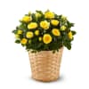 Yellow Rose Plant Online