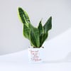 You Won My Heart - Snake Plant Online