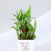 Buy You Won My Heart - Two Layered Bamboo Plant In Pot