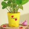 Buy Your Forever Valentine Money Plant