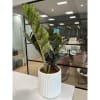 Zamioculcas Plant With Cylindrical White Vase Online