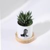 Shop Zebra Succulent Personalized With Ceramic Planter