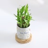 Shop Zen Oasis - 2-Layer Bamboo Plant With Pot - Personalized