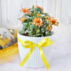Gift Zinnia Flower Plant in Textured Plastic Planter