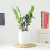 Gift ZZ Plant In Ribbed White Planter
