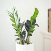 Shop ZZ Plant In Ribbed White Planter