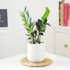 ZZ Plant In Ribbed White Planter Online