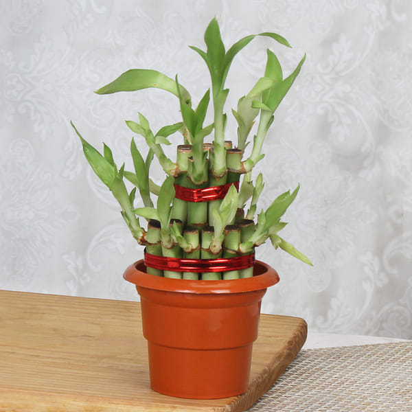 best container for lucky bamboo