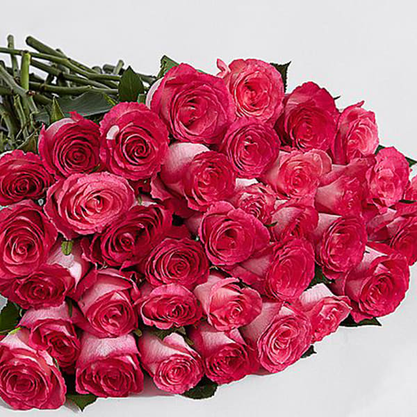24 pink peral roses