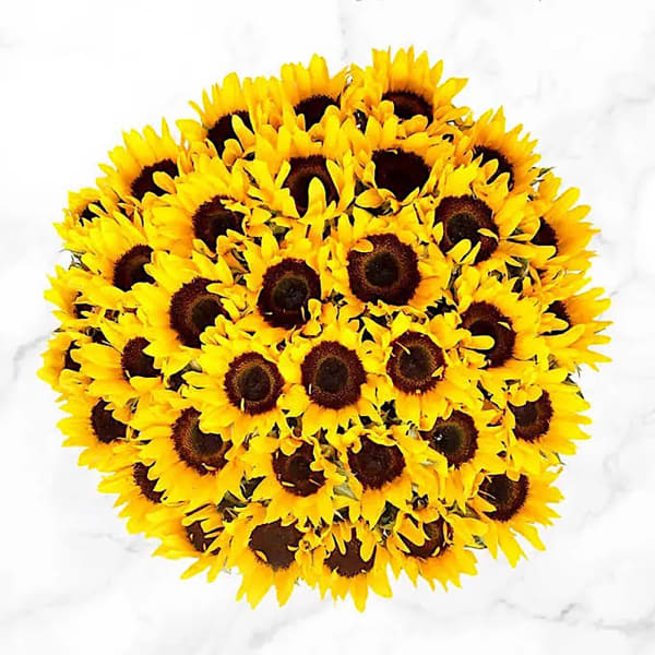 40 Sunflowers