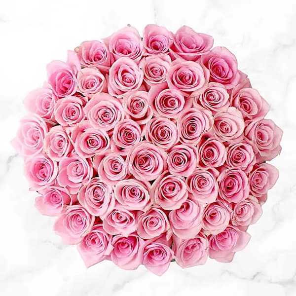 50 Stem Pink Roses