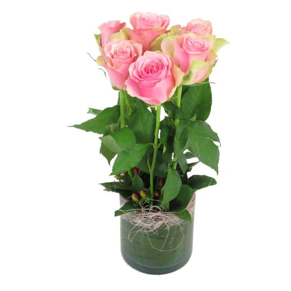 6 Pink Roses in Vase