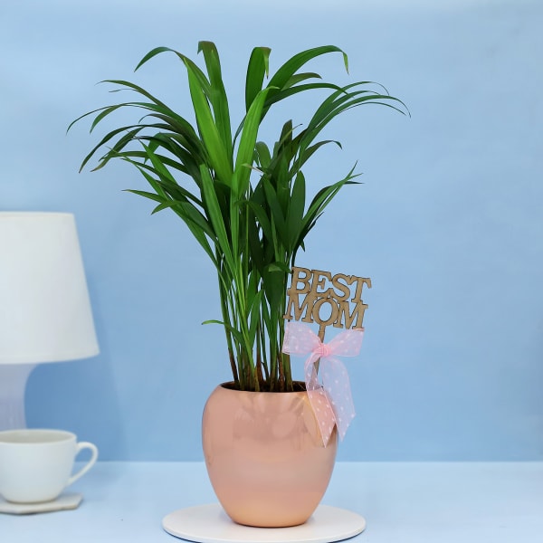 Adorable Areca Palm for Best Mom