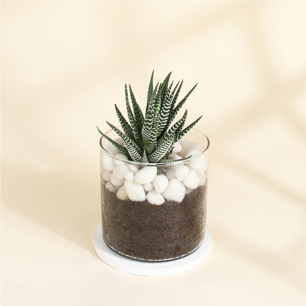Adorable Haworthia Succulent With Glass Planter