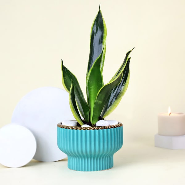 Adorable Snake Superba Plant with Green Vase