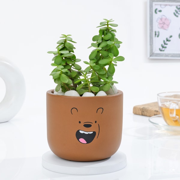 Adorable Teddy Terracotta Planter And Jade Plant