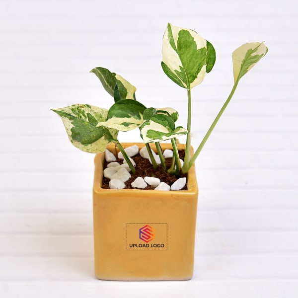 Air Purifying Money Plant in Best Dad Customized Ceramic Pot - Customized With Logo