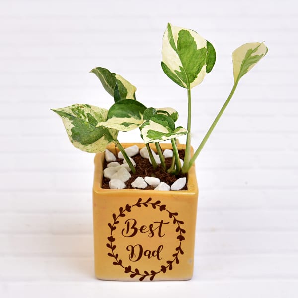 Air Purifying Money Plant in Best Dad Customized Ceramic Pot (Low Light/Moderate Water)