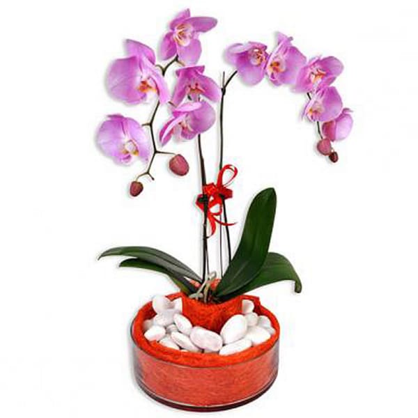 Al Bajara - Phalaenopsis Live Orchid