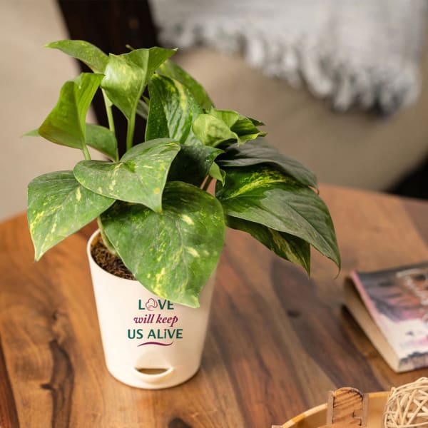 All You Need is Love Money Plant