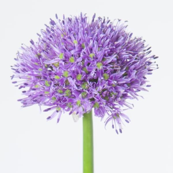 Allium Gladiator (Bunch of 5)
