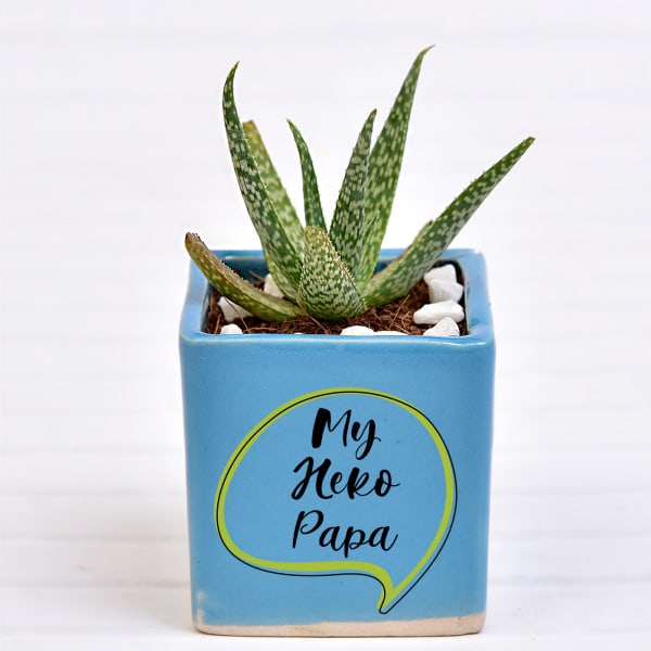 Aloe Succulent in Papa Special Personalized Ceramic Pot (Filtered Light/Less Water)