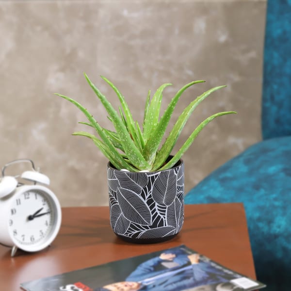 Aloe Vera Plant in a Gorgeous Ceramic Pot