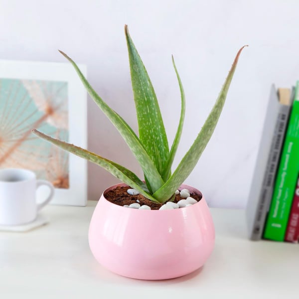 Aloe Vera Plant in Pink Metal Pot