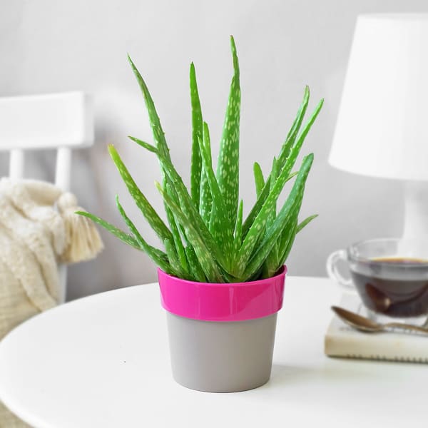 Aloe Vera Plant In Pretty Pink Planter
