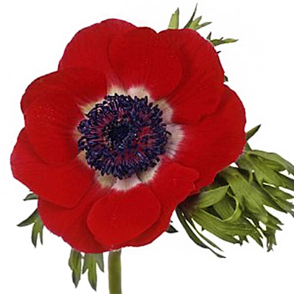 Anemone Galil Red (Bunch of 10)