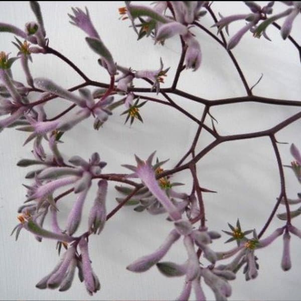 Anigozanthos Lilac Queen (Bunch of 10)
