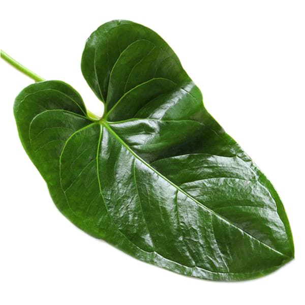 Anthurium Leaf (Bunch of 10)