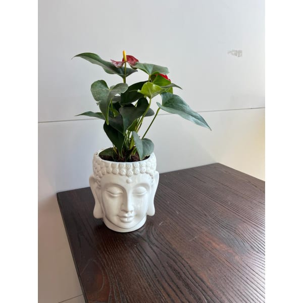 Anthurium Plant With Buddha Midi Planter