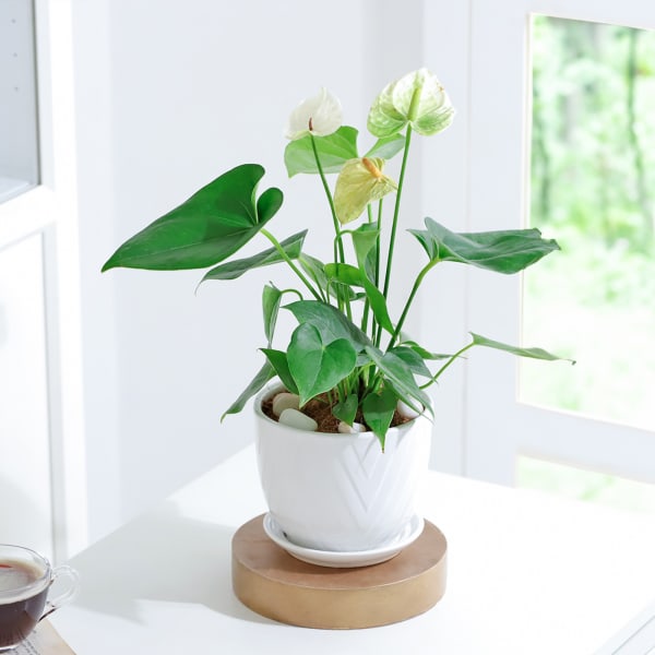 Anthurium Plant With Planter And Plate