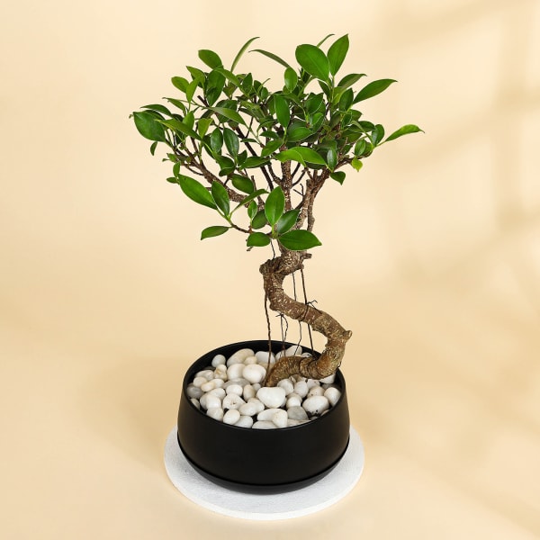 Appealing Ficus S Shape Bonsai With Black Metal Planter