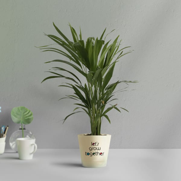 Areca Palm In Let's Grow Water Reservoir Planter