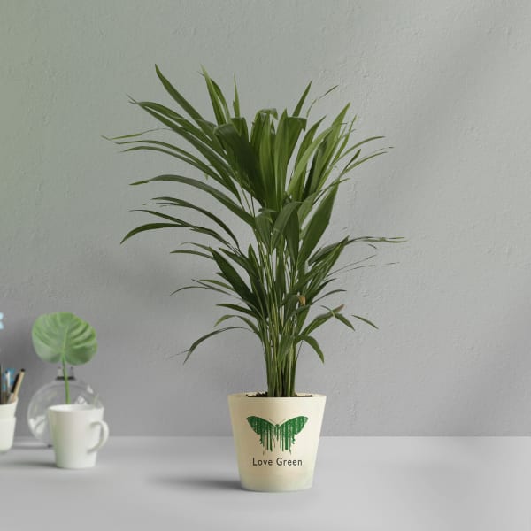 Areca Palm In Love Grows Planter