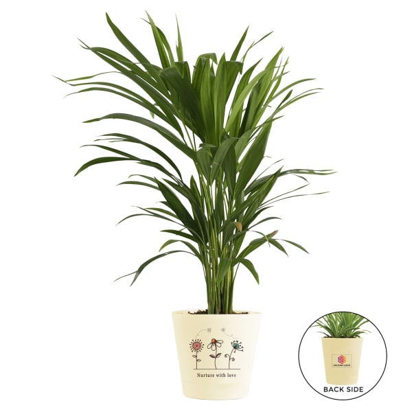 Areca Palm In Nurturing Planter - Customized With Logo