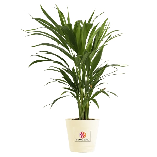 Areca Palm In Unbreakable Planter - Customized With Logo
