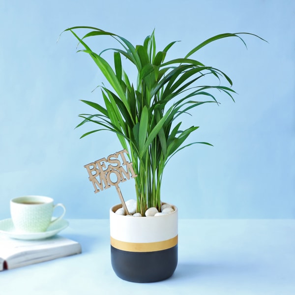 Areca Palm Plant In A Dual Tone Planter for Best Mom