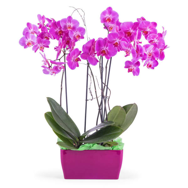 Arrangement of Phalaenopsis Orchids